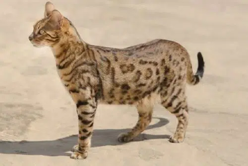 Tout savoir sur la race de chat le savannah