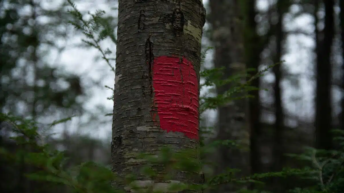 Le traceur forestier : l'outil incontournable pour le marquage des arbres et la gestion forestière