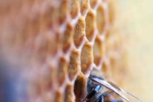 Profitez des bienfaits des produits de la ruche pour améliorer votre santé