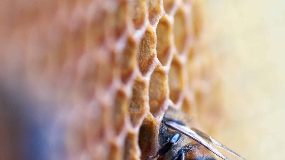 Profitez des bienfaits des produits de la ruche pour améliorer votre santé